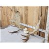 Image 2 : 52" Wide Moose Antlers On Skull Plate