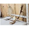 Image 3 : 52" Wide Moose Antlers On Skull Plate