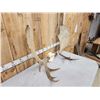 Image 4 : 52" Wide Moose Antlers On Skull Plate