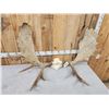 Image 5 : 52" Wide Moose Antlers On Skull Plate