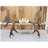 Image 6 : 52" Wide Moose Antlers On Skull Plate