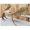 Image 7 : 52" Wide Moose Antlers On Skull Plate