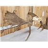 Image 8 : 52" Wide Moose Antlers On Skull Plate