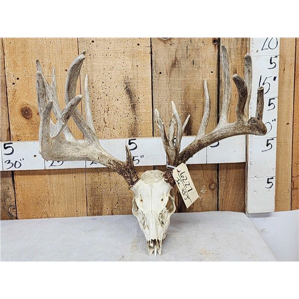 Big 228" Whitetail Antlers On Skull