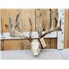 Image 1 : Big 228" Whitetail Antlers On Skull
