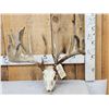 Image 2 : Big 228" Whitetail Antlers On Skull