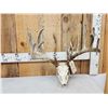 Image 3 : Big 228" Whitetail Antlers On Skull