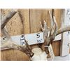 Image 4 : Big 228" Whitetail Antlers On Skull
