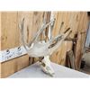 Image 5 : Big 228" Whitetail Antlers On Skull