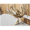 Image 6 : Big 228" Whitetail Antlers On Skull