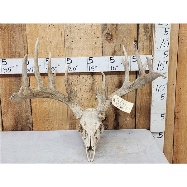 Main Frame 6x5 Whitetail Antlers On Skull