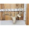 Image 1 : Main Frame 6x5 Whitetail Antlers On Skull