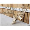 Image 2 : Main Frame 6x5 Whitetail Antlers On Skull