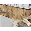 Image 3 : Main Frame 6x5 Whitetail Antlers On Skull