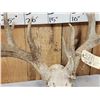 Image 4 : Main Frame 6x5 Whitetail Antlers On Skull