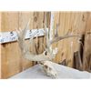 Image 5 : Main Frame 6x5 Whitetail Antlers On Skull