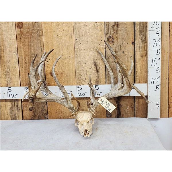 CRAZY 322" Whitetail Antlers On Skull
