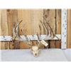Image 1 : CRAZY 322" Whitetail Antlers On Skull