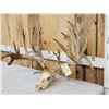 Image 2 : CRAZY 322" Whitetail Antlers On Skull