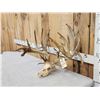 Image 3 : CRAZY 322" Whitetail Antlers On Skull