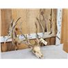 Image 4 : CRAZY 322" Whitetail Antlers On Skull
