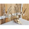 Image 5 : CRAZY 322" Whitetail Antlers On Skull
