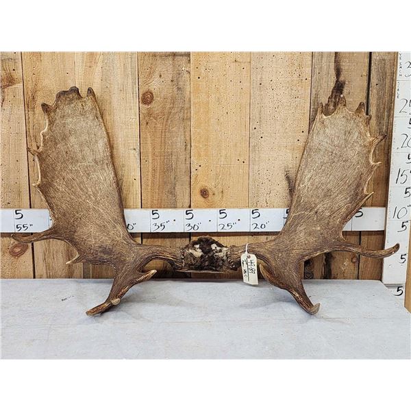 47" Wide Moose Antlers On Skull Plate