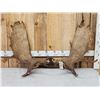 Image 1 : 47" Wide Moose Antlers On Skull Plate