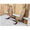 Image 2 : 47" Wide Moose Antlers On Skull Plate