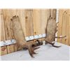 Image 3 : 47" Wide Moose Antlers On Skull Plate