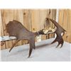 Image 5 : 47" Wide Moose Antlers On Skull Plate