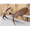 Image 6 : 47" Wide Moose Antlers On Skull Plate