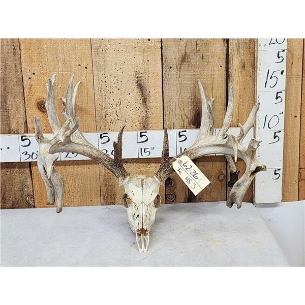 242" Whitetail Antlers On Skull