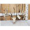 Image 1 : 242" Whitetail Antlers On Skull