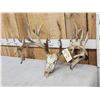 Image 2 : 242" Whitetail Antlers On Skull
