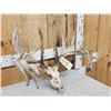 Image 3 : 242" Whitetail Antlers On Skull