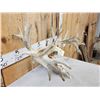 Image 4 : 242" Whitetail Antlers On Skull