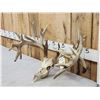 Image 5 : 242" Whitetail Antlers On Skull