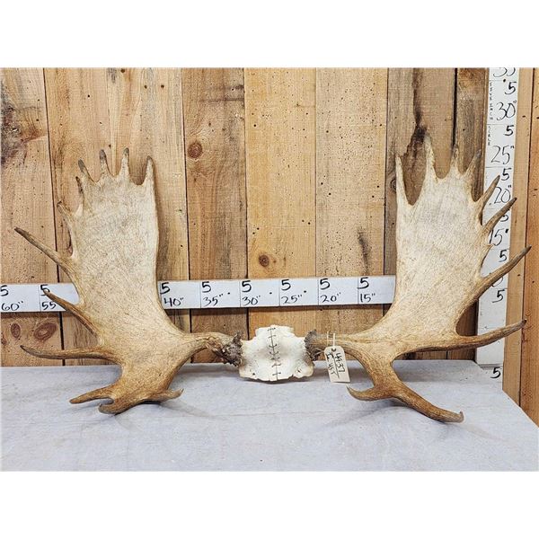 53" Wide Moose Antlers On Skull Plate