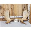 Image 1 : 53" Wide Moose Antlers On Skull Plate