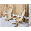 Image 2 : 53" Wide Moose Antlers On Skull Plate