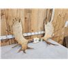 Image 3 : 53" Wide Moose Antlers On Skull Plate