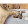 Image 4 : 53" Wide Moose Antlers On Skull Plate