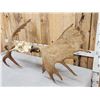 Image 6 : 53" Wide Moose Antlers On Skull Plate