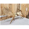 Image 7 : 53" Wide Moose Antlers On Skull Plate