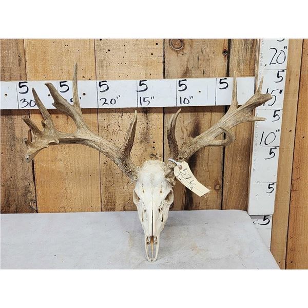 Nontypical Whitetail Antlers On Skull