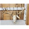 Image 1 : Nontypical Whitetail Antlers On Skull