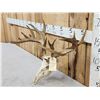 Image 2 : Nontypical Whitetail Antlers On Skull