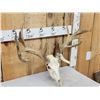 Image 3 : Nontypical Whitetail Antlers On Skull