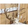 Image 4 : Nontypical Whitetail Antlers On Skull